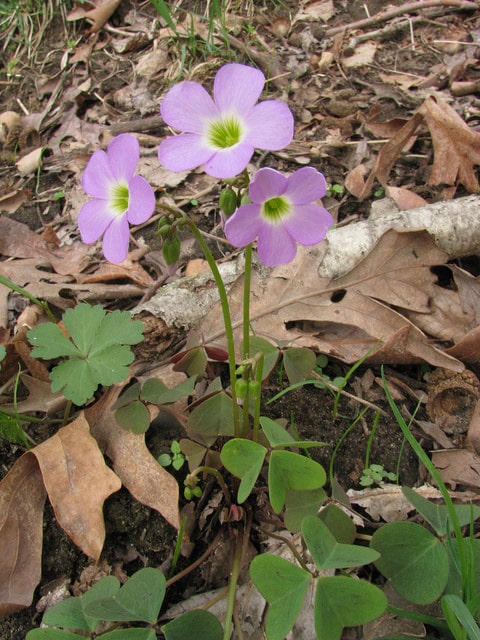 Oxalis violacea