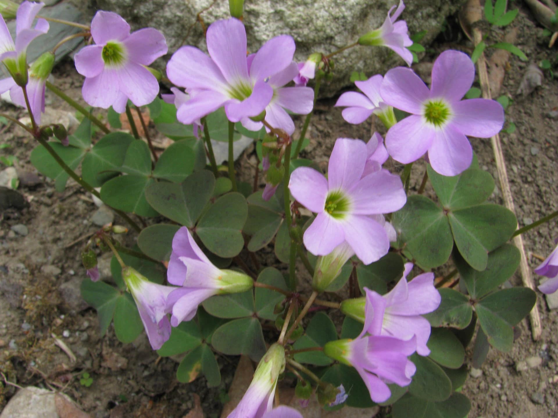 Oxalis violacea