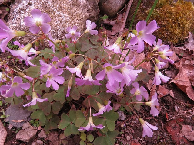 Oxalis violacea