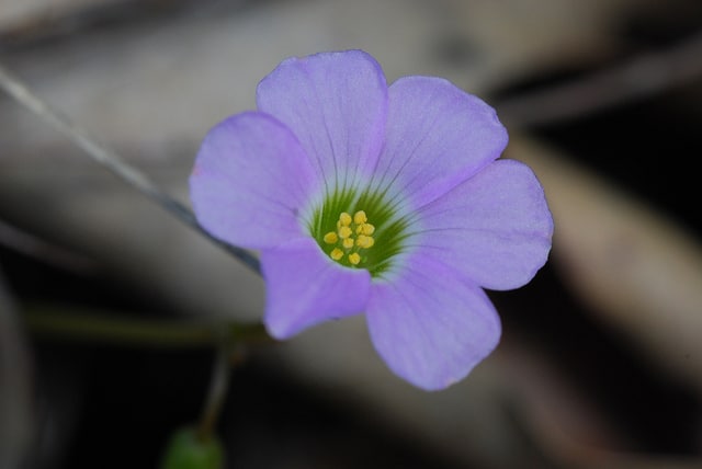 Oxalis violacea (Oxalis violacea)