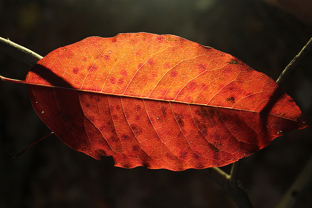 Oxydendron
