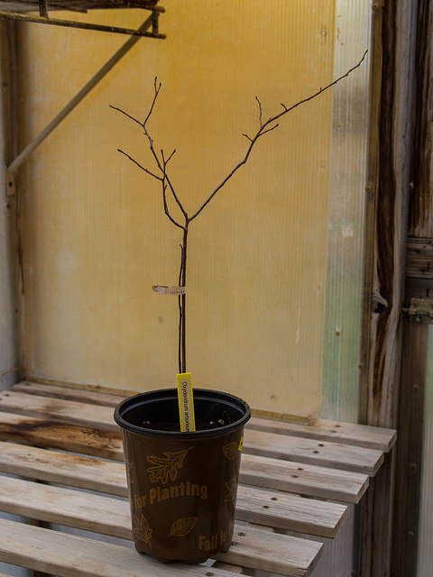 Oxydendron