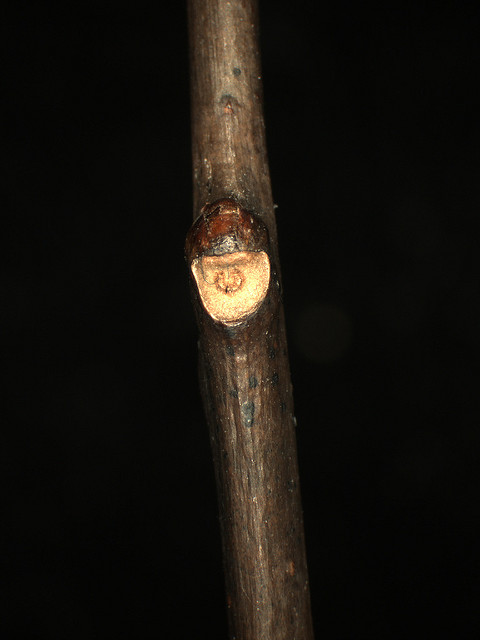 Oxydendron