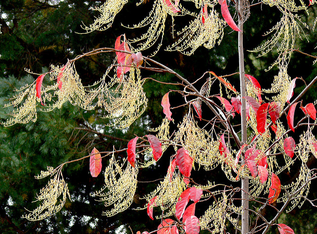 Oxydendron