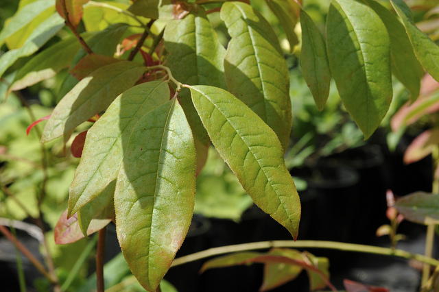 Oxydendron (Oxydendrum arboreum)