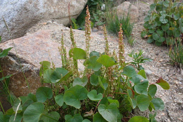 Oxyria digyna