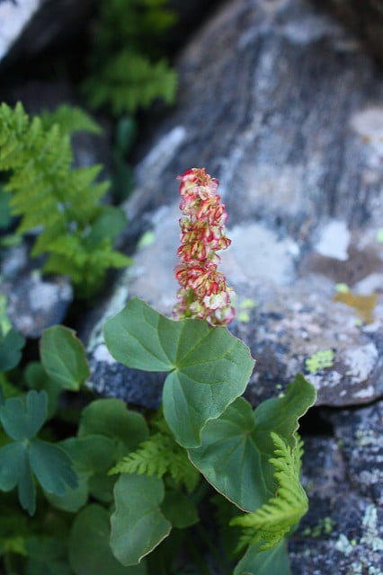 Oxyria digyna