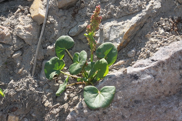 Oxyria digyna