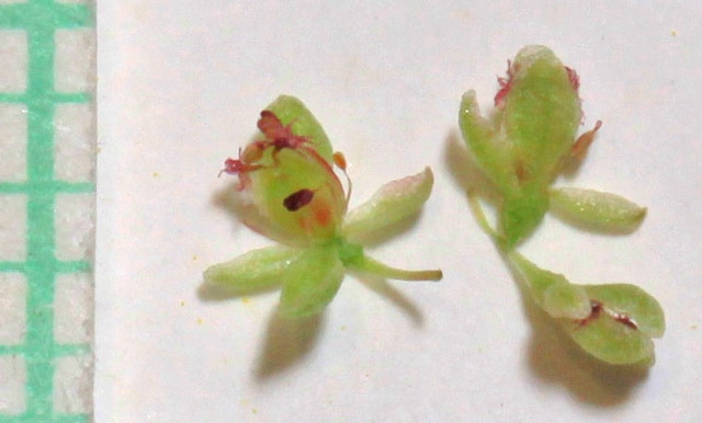Oxyria digyna (Oxyria digyna)