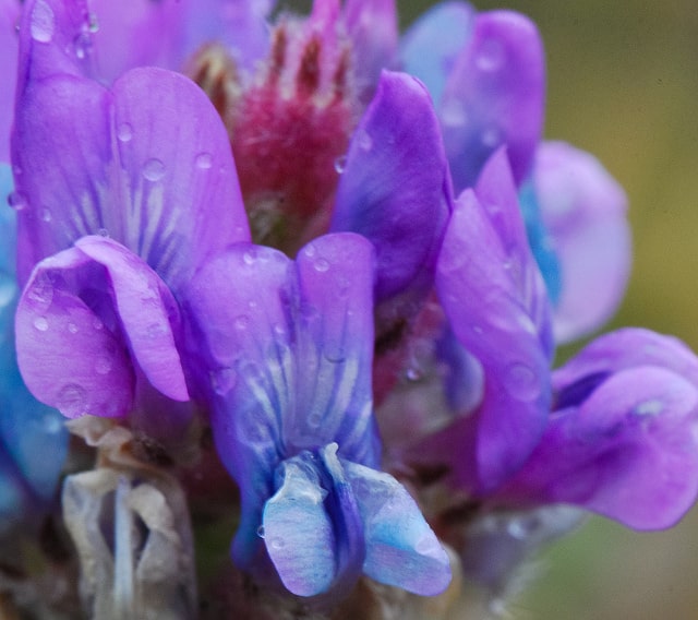 Oxytropis des alpes (Oxytropis campestris)