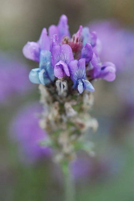 Oxytropis des alpes