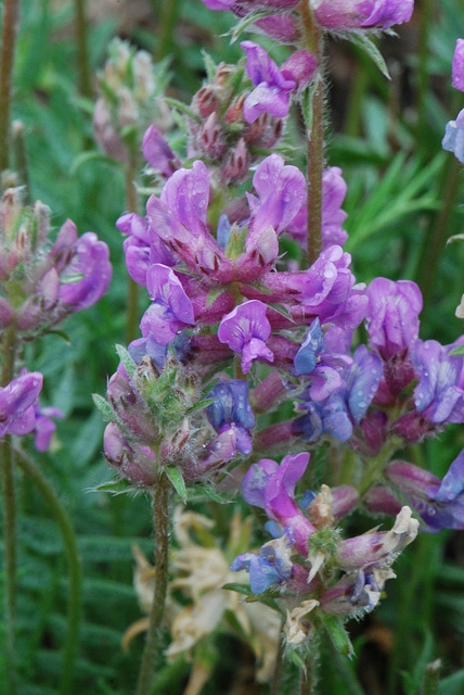 Oxytropis des alpes