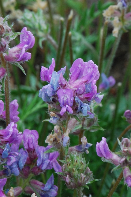 Oxytropis des alpes