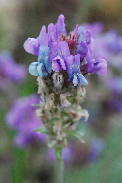 Oxytropis des alpes