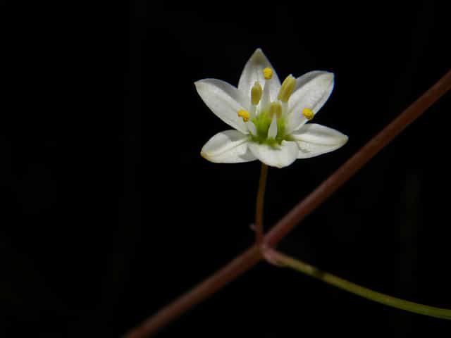 Oziroe biflora (Oziroe biflora)