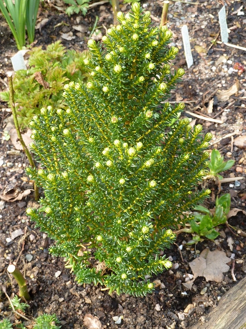 Ozothamnus ledifolius