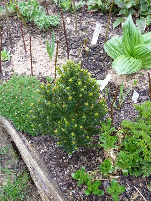 Ozothamnus ledifolius