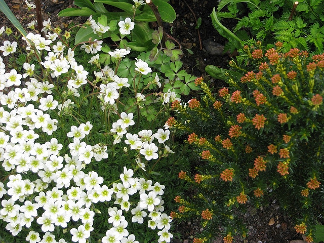 Ozothamnus ledifolius