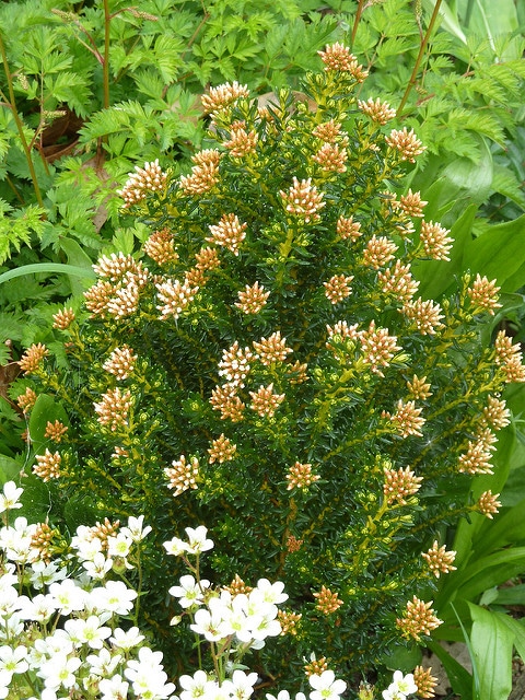 Ozothamnus ledifolius