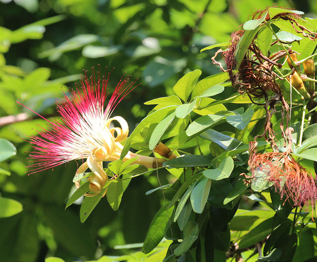 Châtaignier de guyane (Pachira aquatica)
