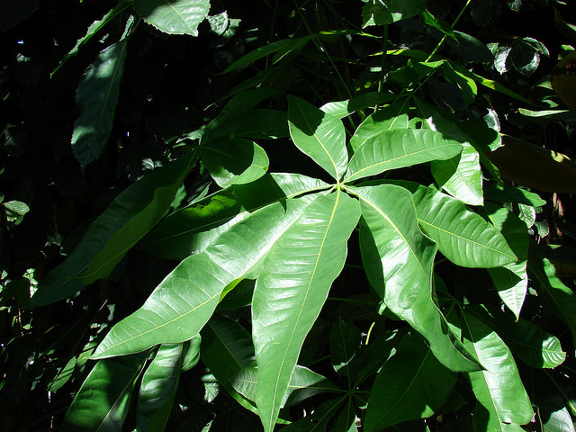 Châtaignier de guyane