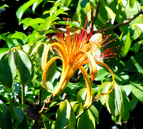 Châtaignier de guyane