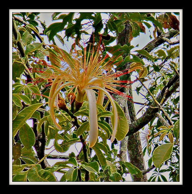 Châtaignier de guyane