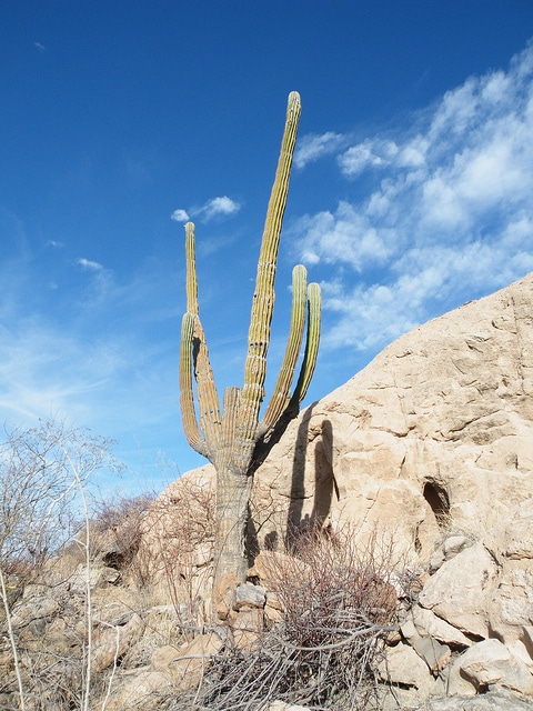 Pachycereus pringlei (Pachycereus pringlei)