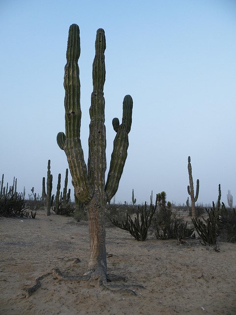 Pachycereus pringlei