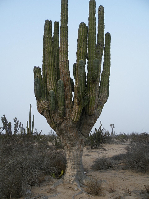 Pachycereus pringlei