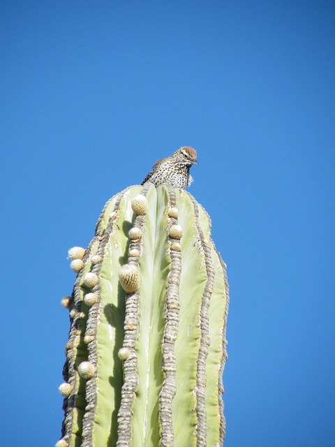 Pachycereus pringlei
