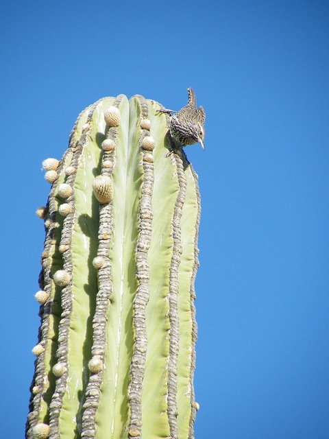 Pachycereus pringlei