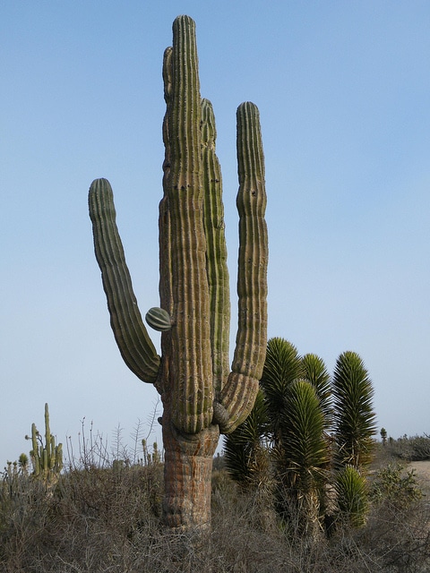Pachycereus pringlei