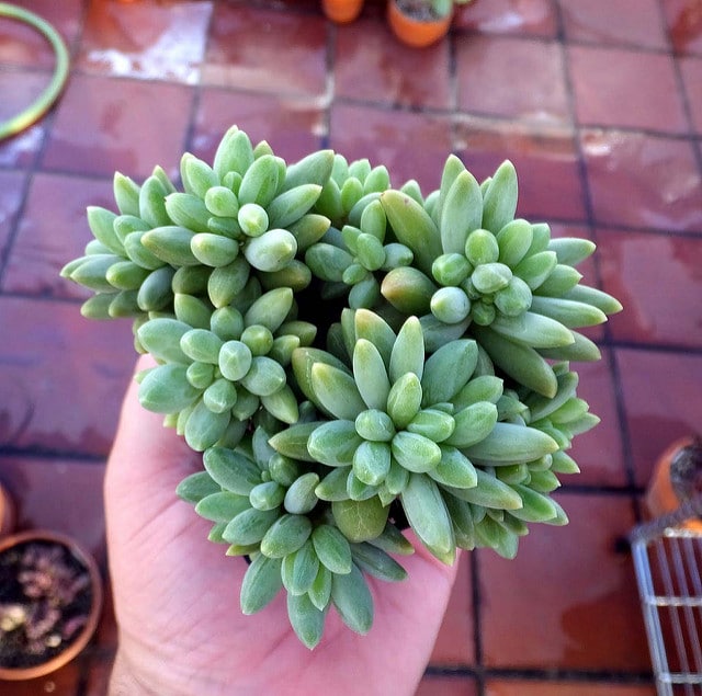Pachyphytum compactum