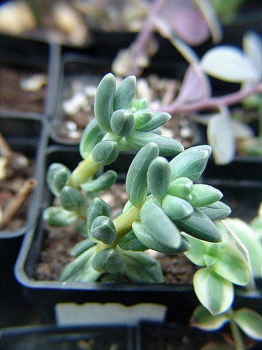 Pachyphytum compactum