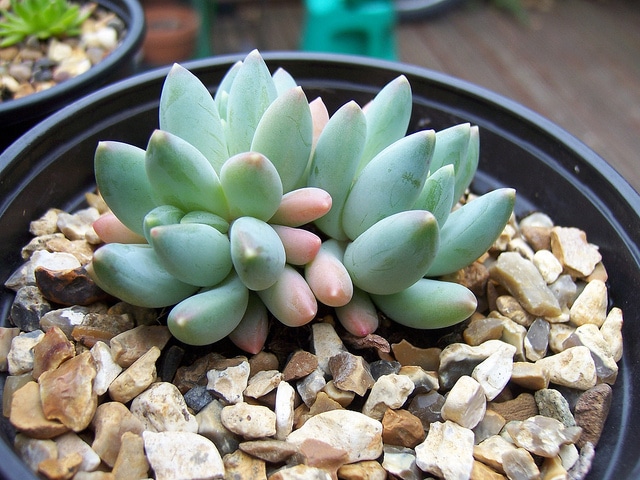 Pachyphytum compactum
