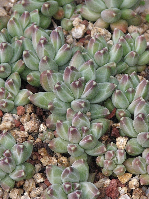 Pachyphytum compactum