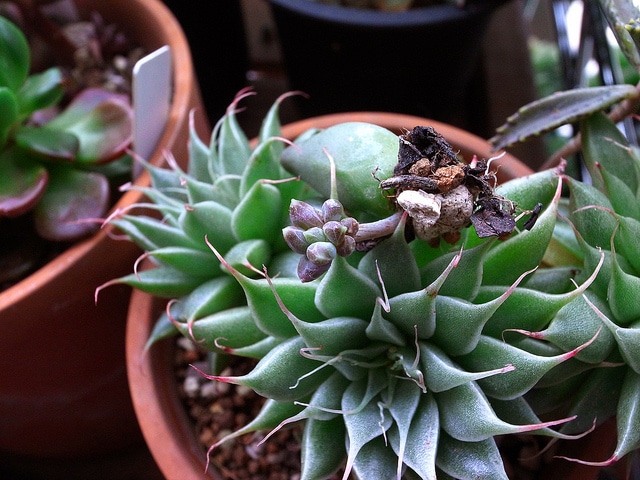 Pachyphytum compactum
