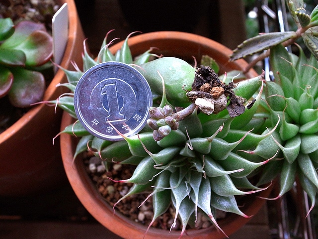 Pachyphytum compactum