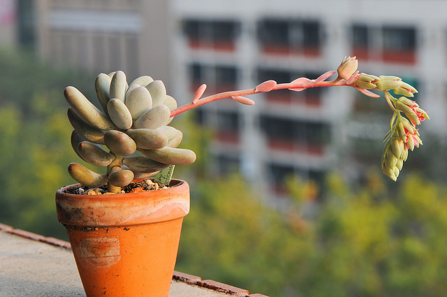 Plante dragée