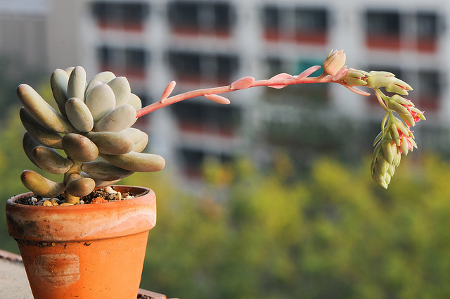 Plante dragée