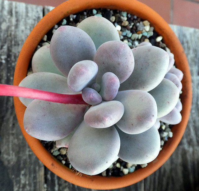 Plante dragée