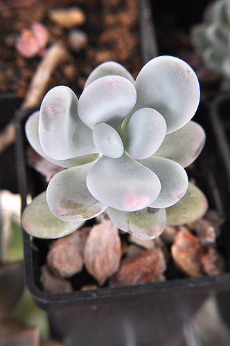 Plante dragée