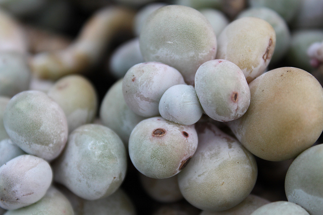 Plante dragée (Pachyphytum oviferum)