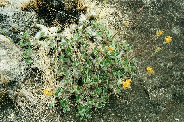 Pachypodium brevicaule