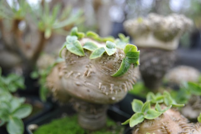 Pachypodium brevicaule