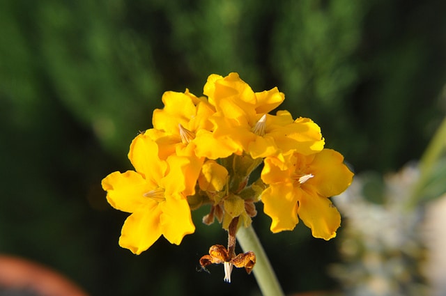 Pachypodium brevicaule