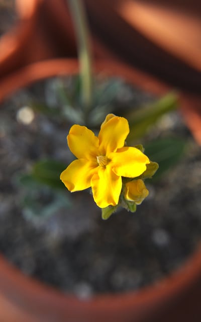 Pachypodium brevicaule
