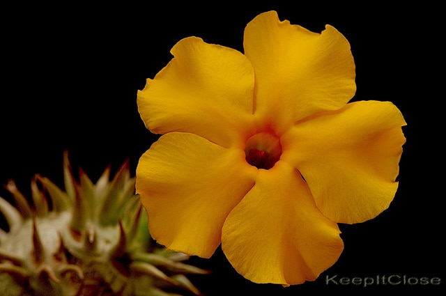 Pachypodium brevicaule