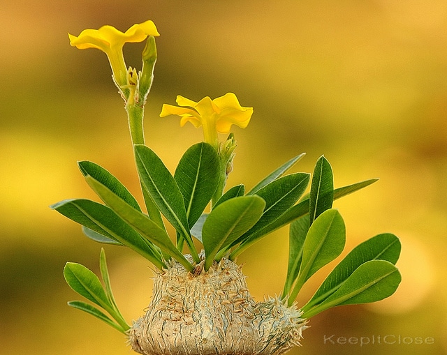 Pachypodium brevicaule